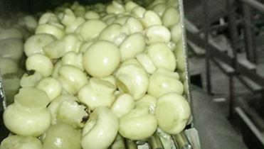 Sanitary_pump_for_mushrooms_transfer_03