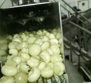 Sanitary pump for mushrooms transfer